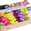Intratuin Big Box Gladiolen Mischung Blumenzwiebeln 110 St.| Sommer-Blüher|Blumenzwiebeln