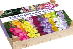 Intratuin Big Box Gladiolen Mischung Blumenzwiebeln 110 St.| Sommer-Blüher|Blumenzwiebeln