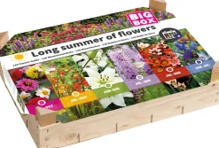 Intratuin Big Box Long summer of flowers Blumenzwiebeln 120 St.| Sommer-Blüher|Blumenzwiebeln
