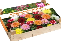 Intratuin Big Box Schmuckdahlien Mischung Blumenzwiebeln 8 St.| Sommer-Blüher|Blumenzwiebeln