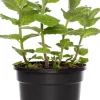 Intratuin Bio Ananas-Minze (Mentha suaveolens 'Ananas') D 13 H 20 cm| Obst, Gemüse & Kräuter|Kräuterpflanzen