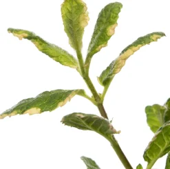 Intratuin Bio Ananas-Minze (Mentha suaveolens 'Ananas') D 13 H 20 cm| Obst, Gemüse & Kräuter|Kräuterpflanzen