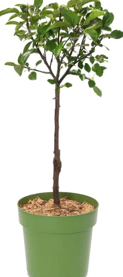 Intratuin Bio Apelbaum (Malus domestica 'Cox Orange Pippin') D 23 H 80 cm| Obstbäume & -Sträucher|Obstbäume & -Sträucher