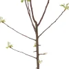 Intratuin Bio Apfelbaum (Malus domestica 'Jonagold') D 26 H 150 cm| Blühende Pflanzen|Obstbäume & -Sträucher