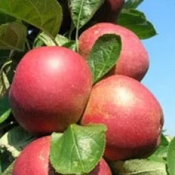 Intratuin Bio Apfelbaum (Malus domestica 'Roter Boskoop') D 26 H 150 cm| Blühende Pflanzen|Obstbäume & -Sträucher