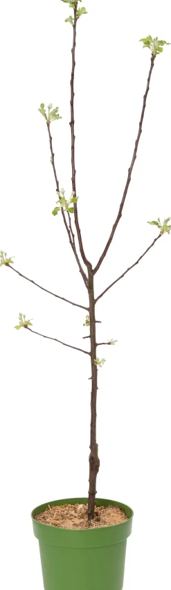 Intratuin Bio Apfelbaum (Malus domestica 'Topaz') D 26 H 150 cm| Blühende Pflanzen|Obstbäume & -Sträucher