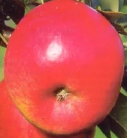 Intratuin Bio Apfelbaum (Malus domestica 'Topaz') D 26 H 150 cm| Blühende Pflanzen|Obstbäume & -Sträucher