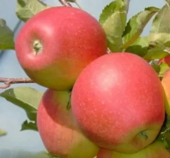 Intratuin Bio Apfelbaum (Malus domestica 'Pinova') D 26 H 150 cm| Blühende Pflanzen|Obstbäume & -Sträucher