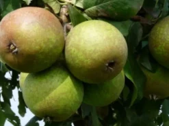 Intratuin Bio Birnbaum (Pyrus communis 'Charneux') D 26 H 150 cm| Obstbäume & -Sträucher|Obstbäume & -Sträucher