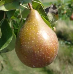 Intratuin Bio Birnbaum (Pyrus communis 'Gieser Wildeman') D 26 H 150 cm| Obstbäume & -Sträucher|Obstbäume & -Sträucher