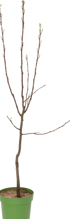 Intratuin Bio Birnbaum (Pyrus communis 'Doyenne du Comice') D 26 H 150 cm| Obstbäume & -Sträucher|Obstbäume & -Sträucher