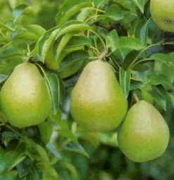 Intratuin Bio Birnbaum (Pyrus communis 'Doyenne du Comice') D 26 H 150 cm| Obstbäume & -Sträucher|Obstbäume & -Sträucher