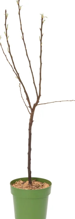 Intratuin Bio Birnbaum (Pyrus communis 'Williams') D 23 H 80 cm| Obstbäume & -Sträucher|Obstbäume & -Sträucher