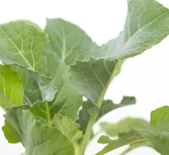 Intratuin Bio Blumenkohl (Brassica oleracea Botrytis) D 9 H 5 cm| Obst, Gemüse & Kräuter|Gemüsepflanzen