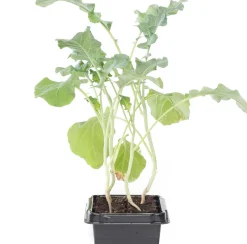 Intratuin Bio Brokkoli (Brassica oleracea Italica) D 9 H 5 cm| Obst, Gemüse & Kräuter|Gemüsepflanzen