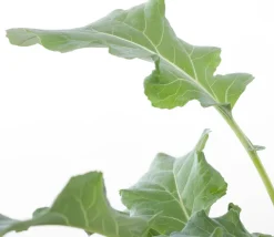 Intratuin Bio Brokkoli (Brassica oleracea Italica) D 9 H 5 cm| Obst, Gemüse & Kräuter|Gemüsepflanzen