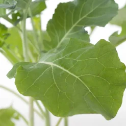Intratuin Bio Brokkoli (Brassica oleracea Italica) D 9 H 5 cm| Obst, Gemüse & Kräuter|Gemüsepflanzen