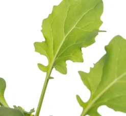 Intratuin Bio Brokkoli (Brassica oleracea Italica) D 9 H 5 cm| Obst, Gemüse & Kräuter|Gemüsepflanzen