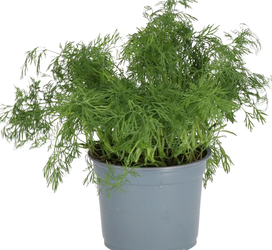 Intratuin Bio Dill (Anethum graveolens) D 12 H 15 cm| Obst, Gemüse & Kräuter|Kräuterpflanzen