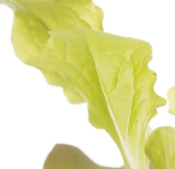 Intratuin Bio Eichblattsalat (Lactuca sativa var. Foliosa) D 9 H 5 cm| Obst, Gemüse & Kräuter|Gemüsepflanzen