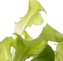 Intratuin Bio Eichblattsalat (Lactuca sativa var. Acephala) D 9 H 5 cm| Obst, Gemüse & Kräuter|Gemüsepflanzen