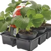 Intratuin Bio Erdbeerpflanzen (Fragaria) D 9 H 10 cm 6 St.| Obst, Gemüse & Kräuter|Obstpflanzen
