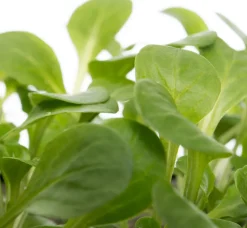 Intratuin Bio Feldsalat (Valerianella locusta) D 9 H 5 cm| Obst, Gemüse & Kräuter|Gemüsepflanzen