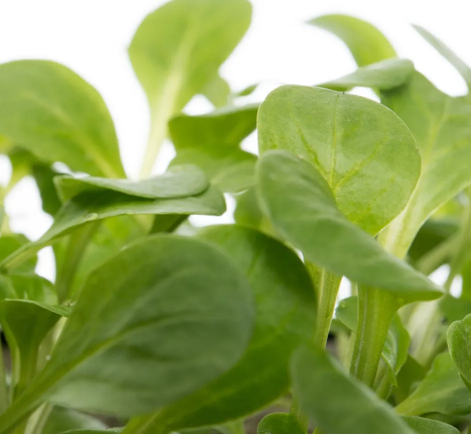 Intratuin Bio Feldsalat (Valerianella locusta) D 9 H 5 cm| Obst, Gemüse & Kräuter|Gemüsepflanzen