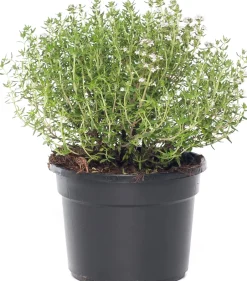 Intratuin Bio Küchen-Thymian (Thymus Vulgaris 'Compactus')| Obst, Gemüse & Kräuter|Kräuterpflanzen