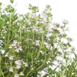 Intratuin Bio Küchen-Thymian (Thymus Vulgaris 'Compactus')| Obst, Gemüse & Kräuter|Kräuterpflanzen