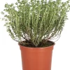 Intratuin Bio Küchen-Thymian (Thymus vulgaris) D 12 H 15 cm| Obst, Gemüse & Kräuter|Kräuterpflanzen