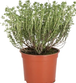 Intratuin Bio Küchen-Thymian (Thymus vulgaris) D 12 H 15 cm| Obst, Gemüse & Kräuter|Kräuterpflanzen