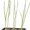 Intratuin Bio Lauch (Allium porrum) D 9 H 5 cm| Obst, Gemüse & Kräuter|Gemüsepflanzen