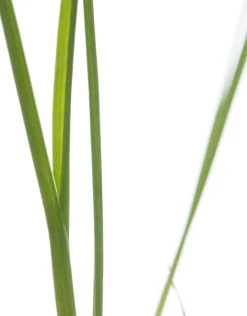 Intratuin Bio Lauch (Allium porrum) D 9 H 5 cm| Obst, Gemüse & Kräuter|Gemüsepflanzen