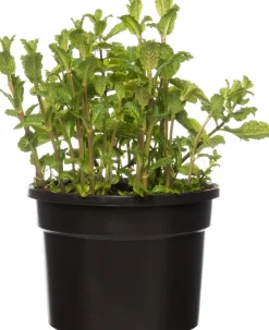Intratuin Bio Minze (Mentha spicata 'Maroccan') D 13 H 15 cm| Obst, Gemüse & Kräuter|Kräuterpflanzen