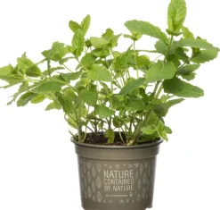 Intratuin Bio Minze (Mentha spicata 'Maroccan') D 12 H 15 cm| Obst, Gemüse & Kräuter|Kräuterpflanzen