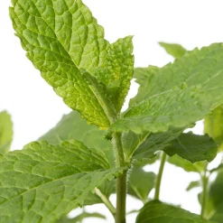 Intratuin Bio Minze (Mentha spicata 'Maroccan') D 12 H 15 cm| Obst, Gemüse & Kräuter|Kräuterpflanzen