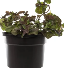 Intratuin Bio Orangen-Minze (Mentha piperata 'Orange') D 13 H 10 cm| Obst, Gemüse & Kräuter|Kräuterpflanzen