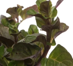 Intratuin Bio Orangen-Minze (Mentha piperata 'Orange') D 13 H 10 cm| Obst, Gemüse & Kräuter|Kräuterpflanzen