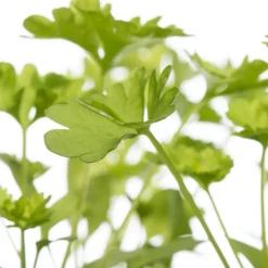 Intratuin Bio Petersilie (Petroselinum crispum) D 9 H 5 cm| Obst, Gemüse & Kräuter|Kräuterpflanzen