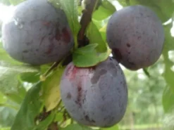 Intratuin Bio Pflaume (Prunus domestica 'Opal') D 26 H 150 cm| Obstbäume & -Sträucher|Obstbäume & -Sträucher