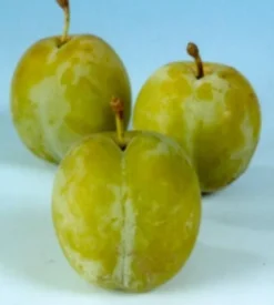 Intratuin Bio Pflaume (Prunus domestica 'Reine-Claude d'Oullins') D 26 H 150 cm| Obstbäume & -Sträucher|Obstbäume & -Sträucher