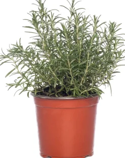 Intratuin Bio Rosmarin (Rosmarinus officinalis) D 14 H 20 cm| Obst, Gemüse & Kräuter|Kräuterpflanzen