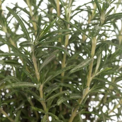 Intratuin Bio Rosmarin (Rosmarinus officinalis) D 14 H 20 cm| Obst, Gemüse & Kräuter|Kräuterpflanzen