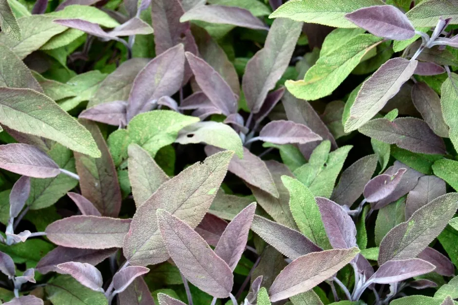 Intratuin Bio Rotblättriger Salbei (Salvia Officinalis 'Purpurascens')| Obst, Gemüse & Kräuter|Kräuterpflanzen