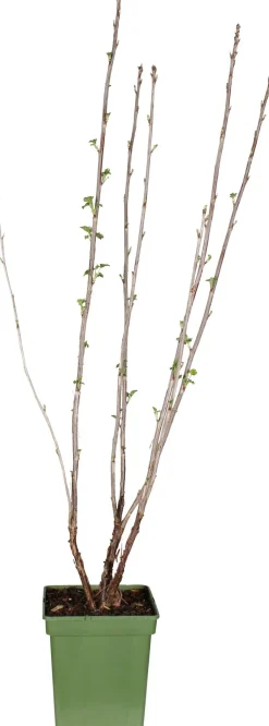 Intratuin Bio Rote Johannisbeere (Ribes rubrum 'Jonkheer van Tets') H 100 cm| Blühende Pflanzen|Obstbäume & -Sträucher