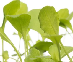 Intratuin Bio Rucola (Eruca sativa) D 9 H 5 cm| Obst, Gemüse & Kräuter|Gemüsepflanzen