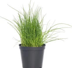 Intratuin Bio Schnittlauch (Allium schoenoprasum) D 12 H 10 cm| Obst, Gemüse & Kräuter|Kräuterpflanzen