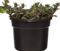 Intratuin Bio Schokoladen-Minze (Mentha piperita 'Chocolate') D 13 H 10 cm| Obst, Gemüse & Kräuter|Kräuterpflanzen