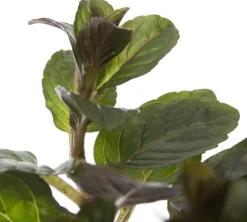 Intratuin Bio Schokoladen-Minze (Mentha piperita 'Chocolate') D 13 H 10 cm| Obst, Gemüse & Kräuter|Kräuterpflanzen
